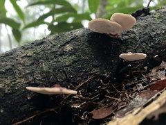 Microporus