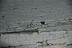 Propylea quatuordecimpunctata