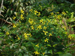 Helianthus microcephalus