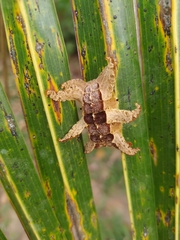 Phobetron hipparchia