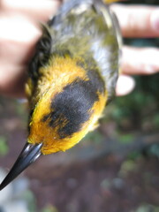 Ploceus sanctithomae