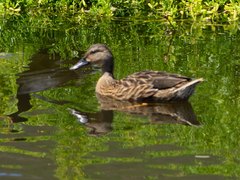 Anas platyrhynchos × wyvilliana