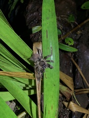 Thrixopelma
