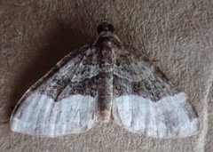 Euphyia intermediata