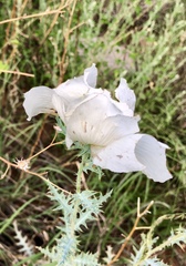 Argemone pleiacantha