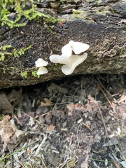 Crepidotus