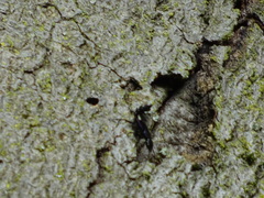 Platydracus violaceus