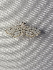 Parapoynx badiusalis