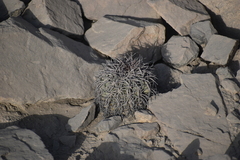 Melocactus peruvianus