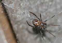 Steatoda borealis