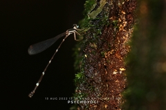 Protosticta khaosoidaoensis