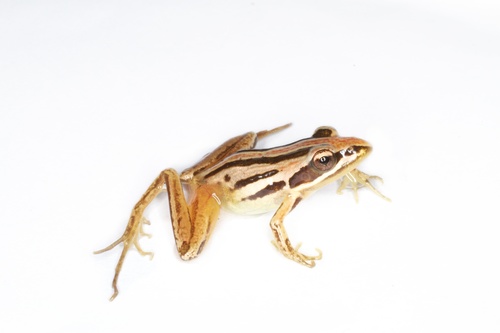 Strongylopus fasciatus