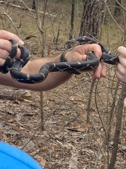 Lampropeltis getula