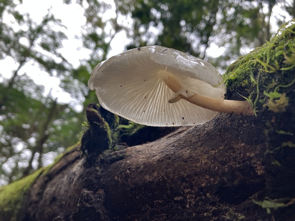 Oudemansiella mucida · August 2022 · photo: © naturalist61835 (iNaturalist, cc-by)