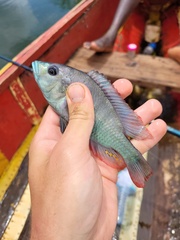 Haplochromis