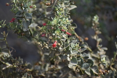 Galvezia fruticosa