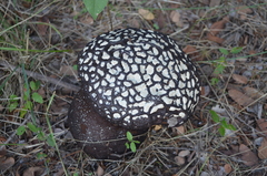 Calvatia cyathiformis