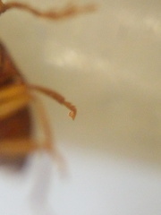 Ptilodactyla serricollis