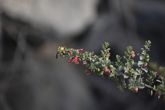 Galvezia fruticosa