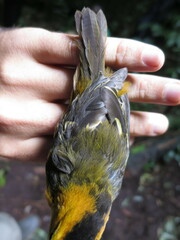 Ploceus sanctithomae