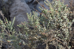 Galvezia fruticosa