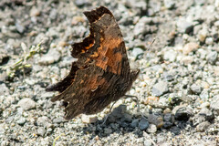 Polygonia progne
