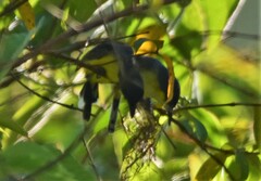 Todirostrum cinereum