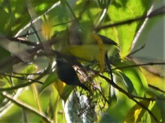 Todirostrum cinereum