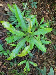 Helicia cochinchinensis