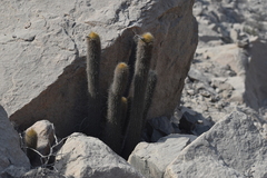 Loxanthocereus acanthurus