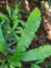 Helicia cochinchinensis