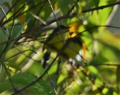 Todirostrum cinereum