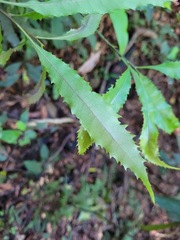 Helicia cochinchinensis