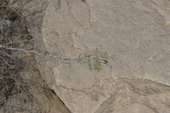 Fabaceae