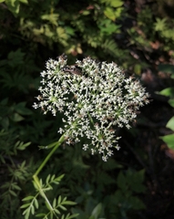Ostericum maximowiczii maximowiczii