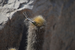 Loxanthocereus acanthurus