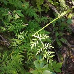 Ostericum maximowiczii maximowiczii