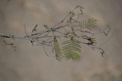 Fabaceae