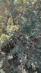 Atriplex confertifolia