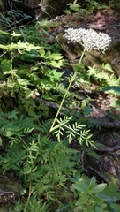 Ostericum maximowiczii maximowiczii