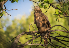 Pernis ptilorhynchus