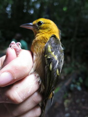 Ploceus sanctithomae