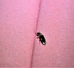 Elateridae