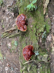 Ganoderma tsugae