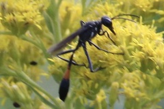 Ammophila procera