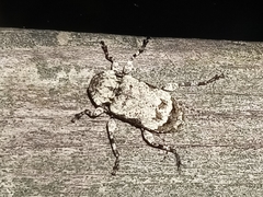 Leptostylus asperatus