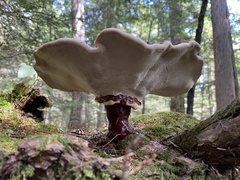 Ganoderma tsugae