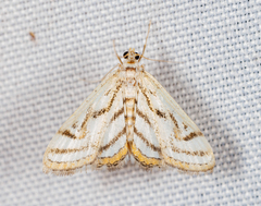 Parapoynx badiusalis