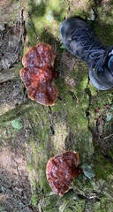 Ganoderma tsugae