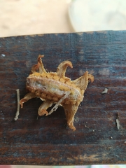 Phobetron hipparchia